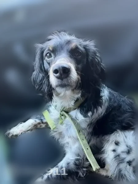 Chien perdu, femelle, Oroër, Hermes - petite taille, âgée - photo