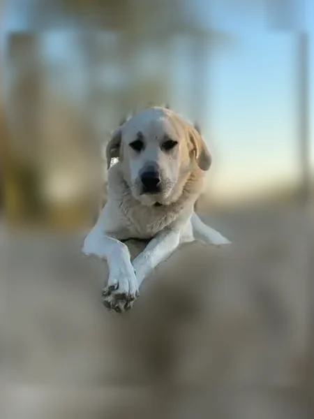 Lost dog, Griffin View Drive, 3605, Lady Lake - male - photo