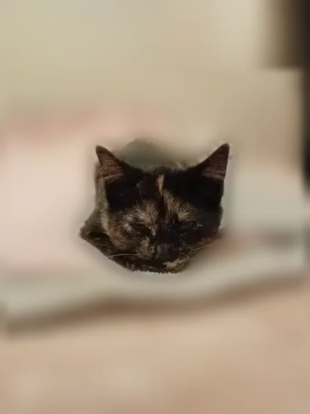 Chat perdu, femelle, Allée des Hiboux, 9, Givet - écaille de tortue, fine et petite - photo