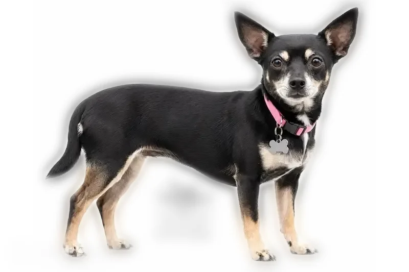 Lost dog, Bayview Avenue, 611, Osprey - female, pink collar - photo