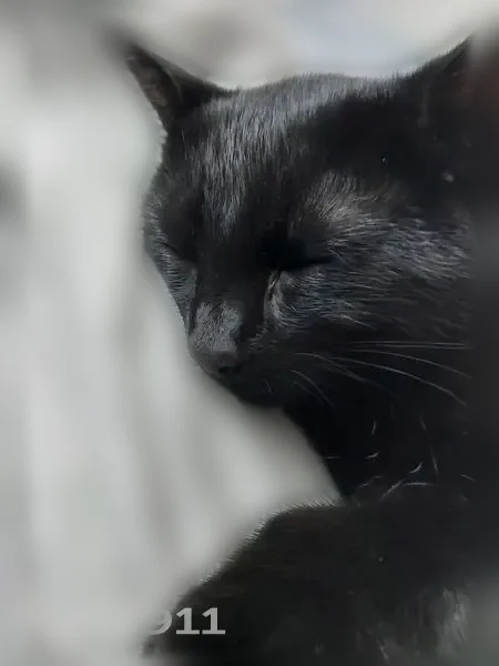 Lost cat, Sudbury Drive, North Olmsted, Arlington - male, 1 year old, responds to his name or treat bag sounds - photo