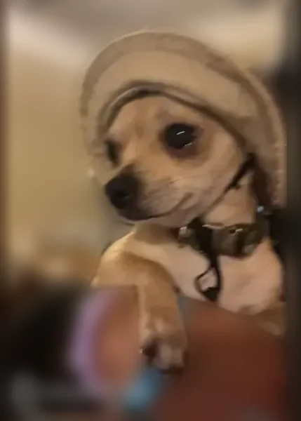 Lost dog, East 118th Street, 629, Cleveland - male Chihuahua, 6 lbs - photo