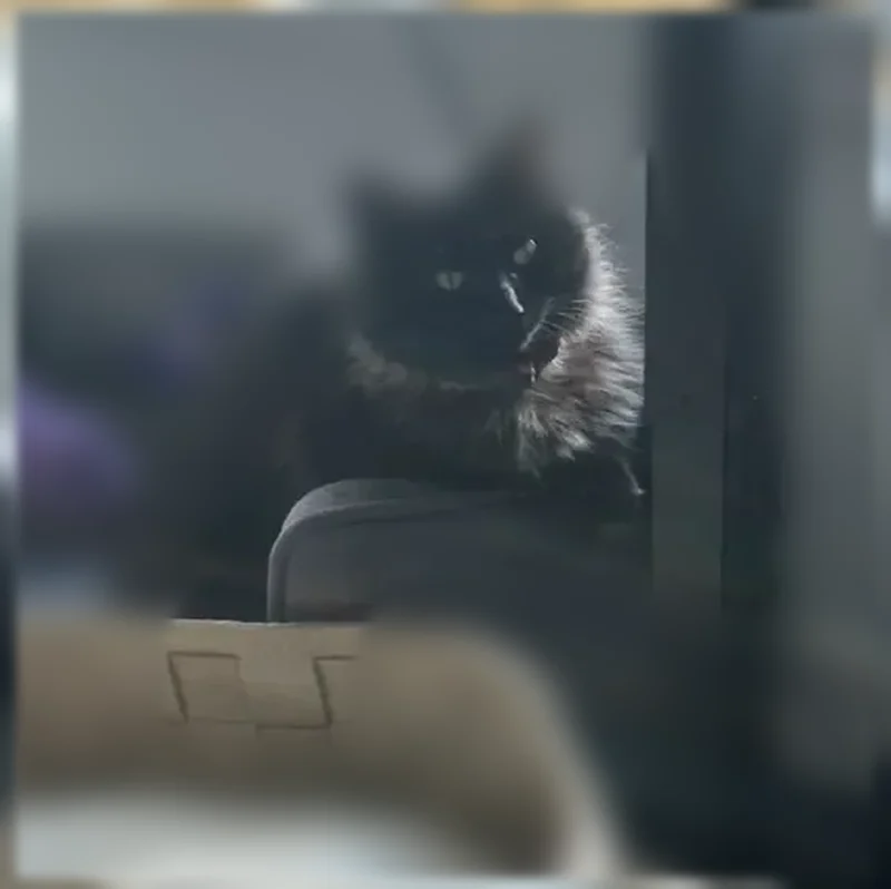 Lost cat, Southwest 344th Place, 1751, Federal Way - female, purple collar, bell - photo