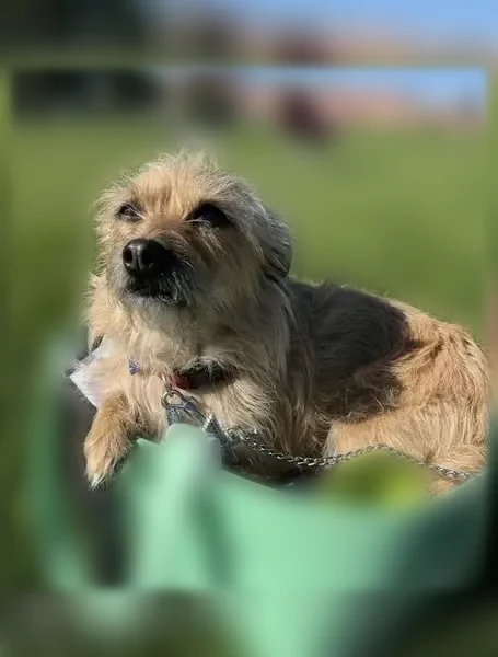Lost dog, East Sagewood Avenue, 560, Provo - male Cairn Terrier, 12 pounds - photo
