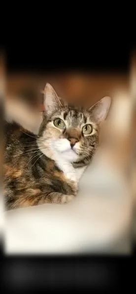 Lost cat, Gunnells Road, 676, Millbrook — female, very skittish - photo
