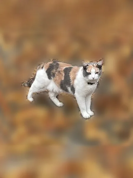 Lost cat, Falling Water Circle, Dadeville - female calico, microchipped - photo