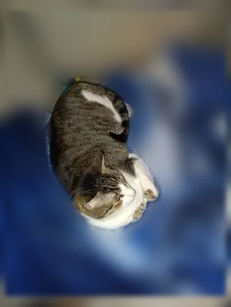 Lost cat, East 36th Avenue, 1110, Spokane - male, yellow eyes - photo