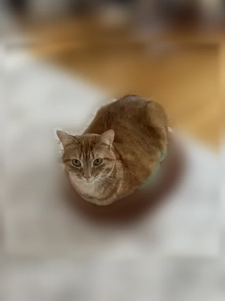 Lost cat, River Street, 30, Winchester - photo