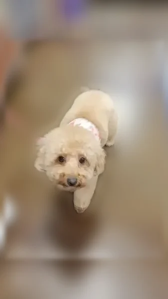 Lost dog, North Laguna Drive, 5528, Litchfield Park - female, very shy and scared - photo