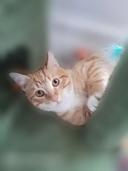 Lost cat, Marlton-Chase Drive, Georgia, Lawrenceville - very shy - photo