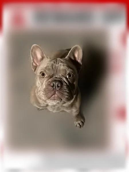 Lost dog, Douglas Avenue, Flint - photo