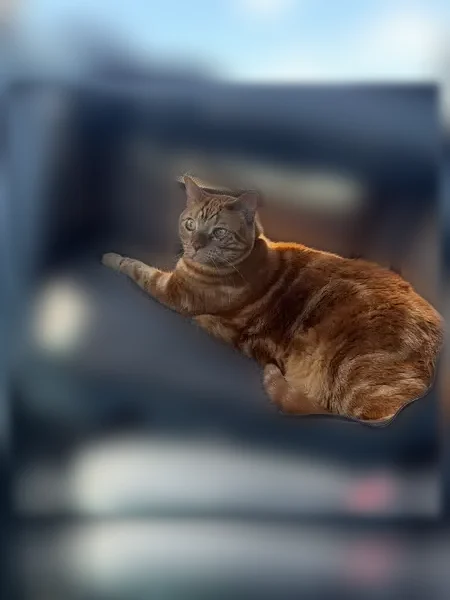 Lost cat, male, East 1000 South Street, Spanish Fork — orange tabby, large boy, gray flea collar - photo