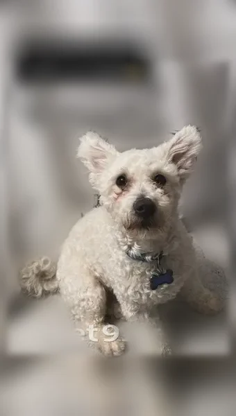 Lost dog, West 50th Street, 2150, Chicago - friendly male with a blue bow with white dots - photo