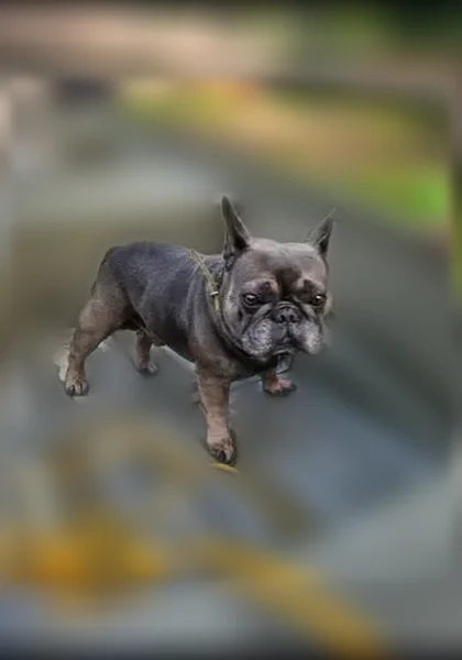 Lost dog, North Road, Pierson, DeLand - male, chipped - photo