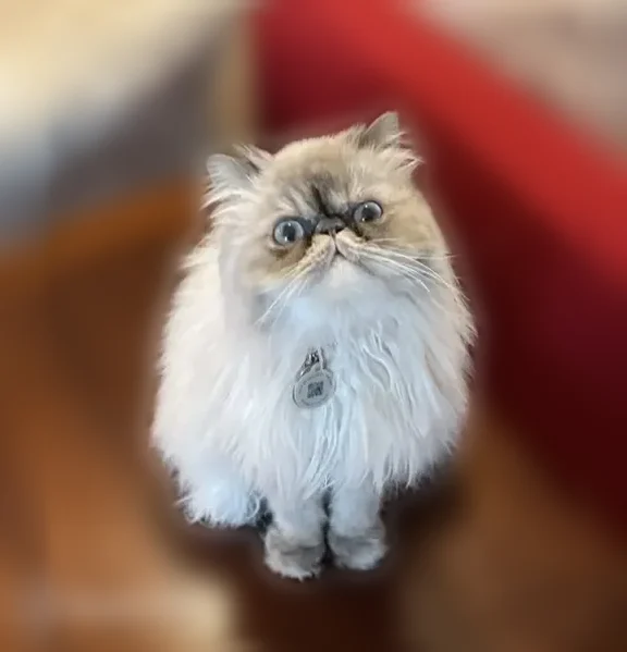 Lost cat, Georgia 356, 2444, Helen, Alpharetta - female Persian with baby blue eyes - photo
