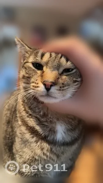 Lost cat, 2nd Avenue, 28, Lansdowne — male, tabby, very talkative - photo