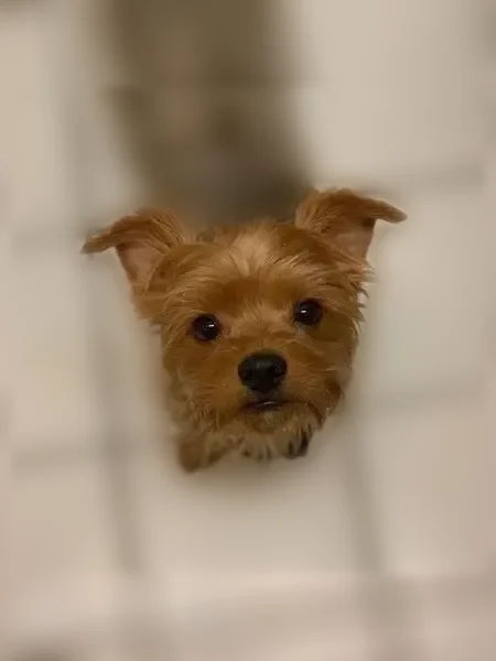 Lost dog, South Gilpin Avenue, 3727, Dallas — male, responds to his name - photo
