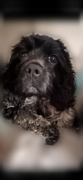Lost dog, Moses Lane, 60, Arlington - female black and white Cocker Spaniel - photo
