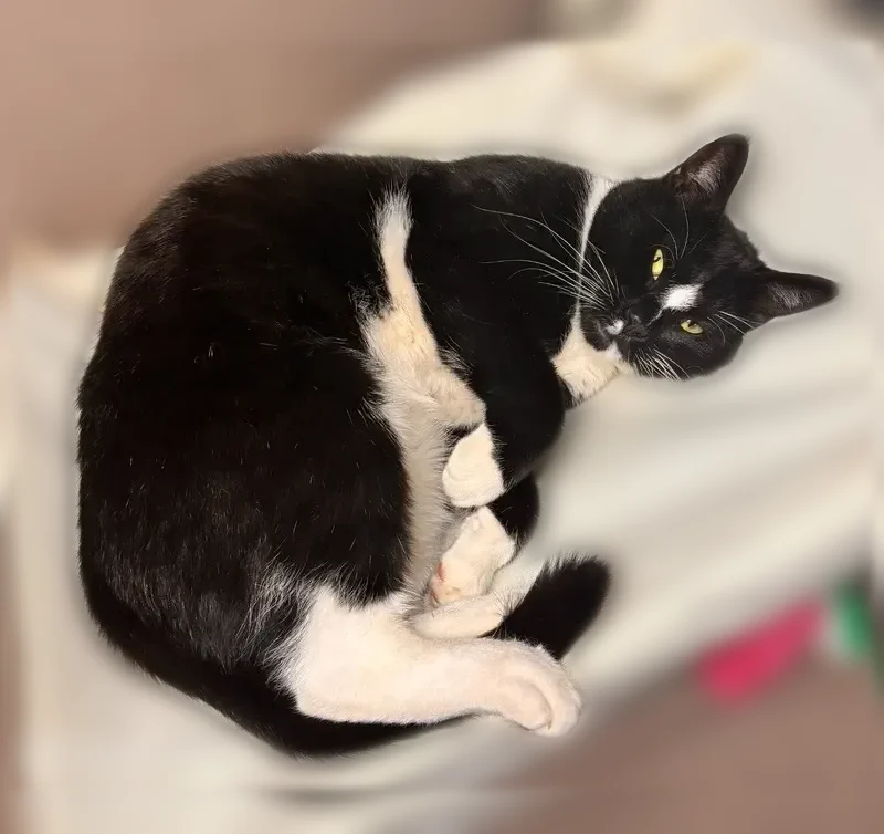 Lost cat, Washington Avenue, 503, West Babylon - male tuxedo cat - photo