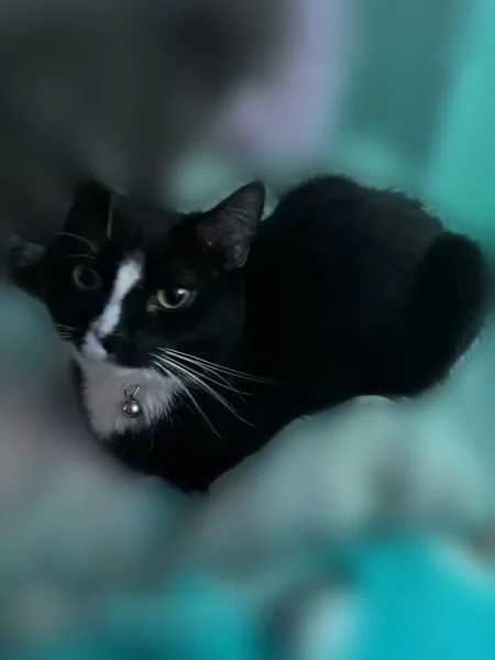 Lost cat, Studer Avenue, 2041, Columbus - male, white chest and feet - photo