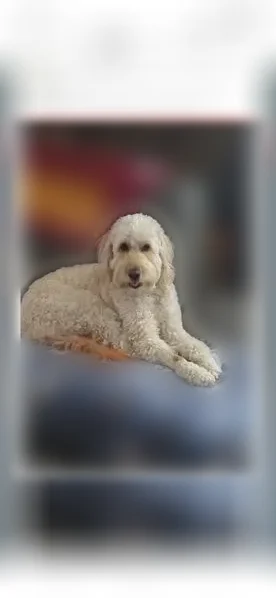 Lost dog, Doc Hawkins Road, Greeneville, Tennessee - female goldendoodle with a brown patch on her right leg - photo