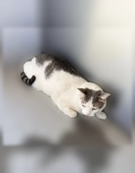 Found cat, Hawkins Boulevard, El Paso - male, chipped - photo