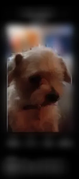 Lost dog, Phillips Boulevard, 5325, Chino - senior male with one eye - photo