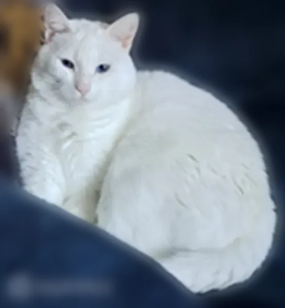 Chat perdu femelle, Le Bas Carmoy, Saint-Vran, Le Relecq-Kerhuon - craintive, yeux bleus - photo