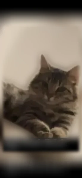 Chat perdu femelle, Rue Alfred Bertholet, Bourg-en-Bresse - poil long, courte sur pattes - photo