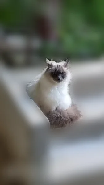 Chat perdu, Rue des Réservoirs, Saint-Maurice, Paris - femelle, sacré de Birmanie blanc - photo