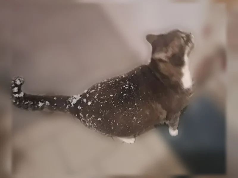 Chat perdu mâle, Rue Moussy, 52, Nœux-les-Mines - marron, aveugle - photo