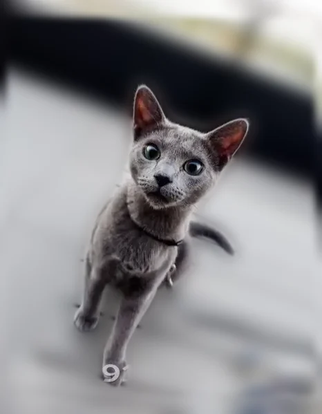 Lost cat, male, North Melrose Avenue, Hayden, Seattle - Russian blue with teal green eyes - photo