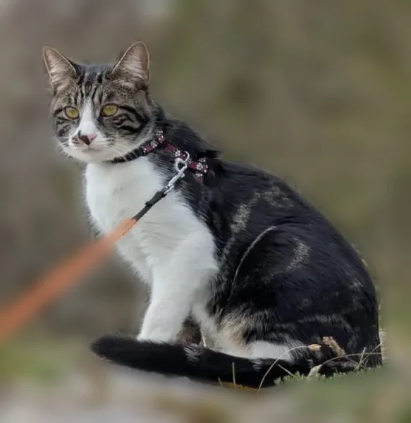 Chat perdu mâle, Quai Sainte-Marie, 44, Chalon-sur-Saône, Saint-Yan - chat d'intérieur craintif - photo