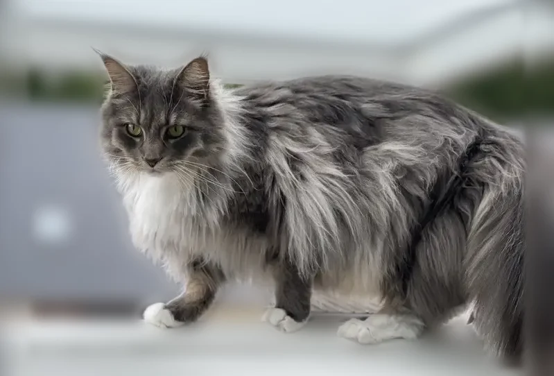 Chat perdu mâle, Rue du Moulin, 4, Corbeny, Paris - main coon avec le bout des pattes blanches à l’avant - photo