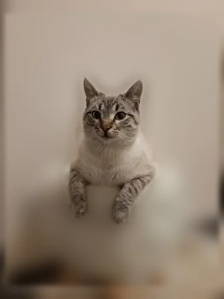 Chat perdu mâle, Rue George Sand, Unieux - yeux bleus - photo