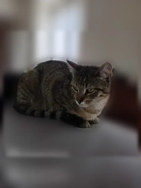 Chat perdu femelle, Rue de Goupillières, 21, Flexanville, Paris - chatte européenne tigrée, très craintive - photo