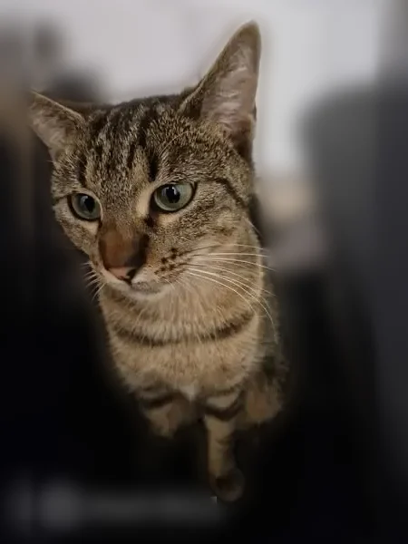 Chat perdu femelle, Carrières-sur-Seine, Paris - petite chatte tigrée - photo