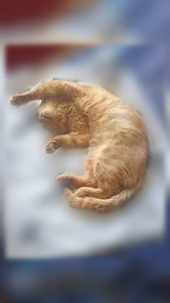Chat perdu, Rue Salvador Allende, 2, Gravigny - mâle - photo