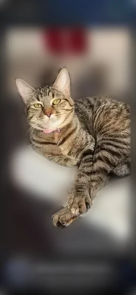 Chat perdu, femelle, Rue du Commerce, 2, Châtel-Guyon - sourde, sans collier - photo