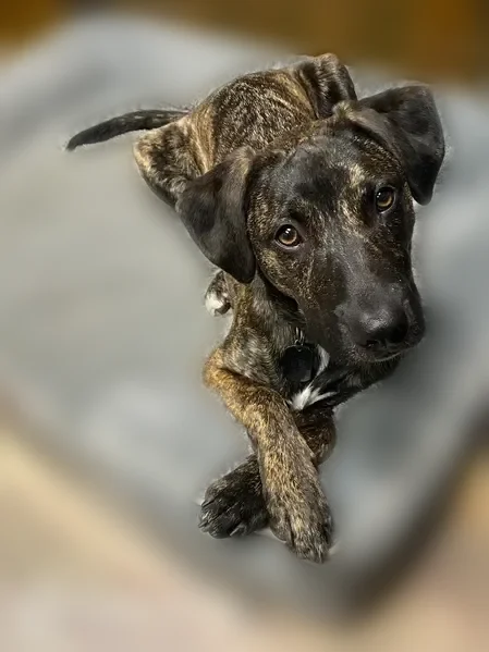 Lost dog, All Pine Court, 3616, Grandville, Grand Rapids - male, brindle lab mix - photo