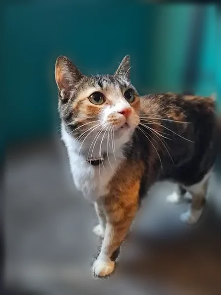Lost cat, North Eaton Avenue, 310, Indianapolis - female, tailless, dark blue flea collar - photo