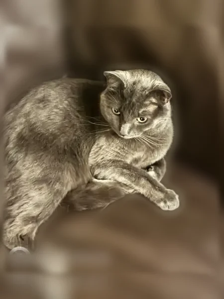 Lost cat, West Bender Avenue, 7815, Milwaukee, Arlington — male, gray, chubby - photo