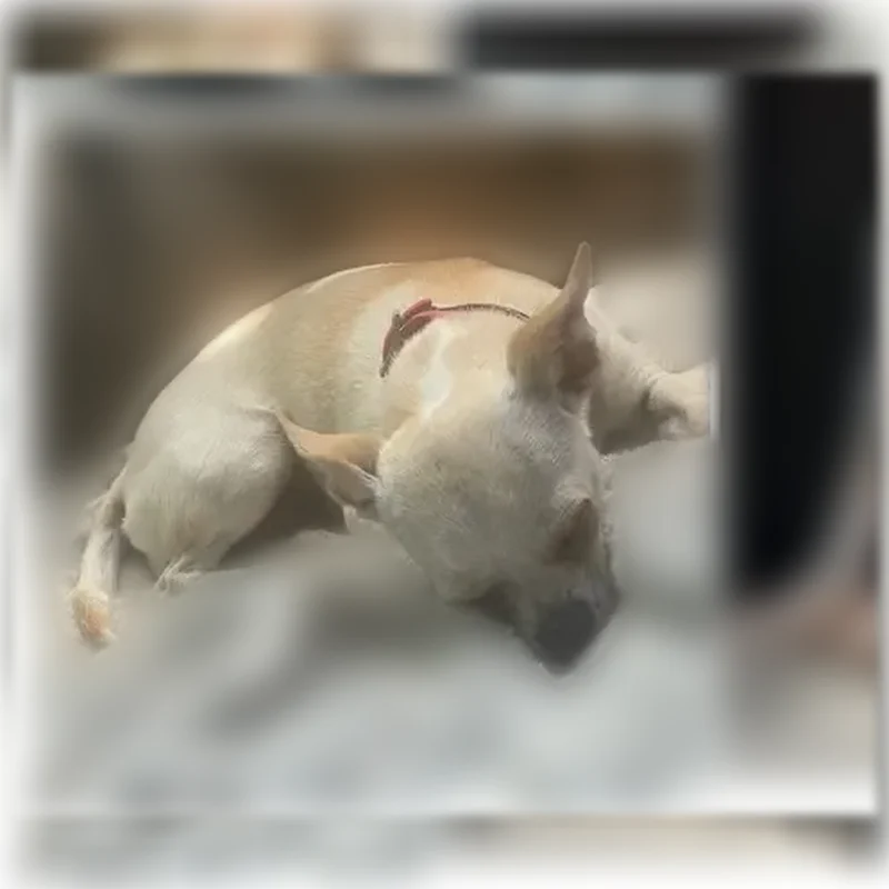 Lost dog, Evans Mill Road, 710, Pageland, Charlotte - female, white with tan streak down back - photo