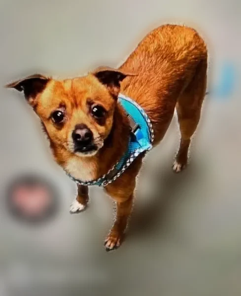 Lost dog, East Trindle Road, 5169, Mechanicsburg — male, red coat with white chest - photo