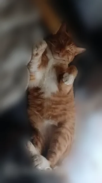 Lost cat, Westfield Boulevard, 8501, Indianapolis - male, orange, chunky, short-haired - photo