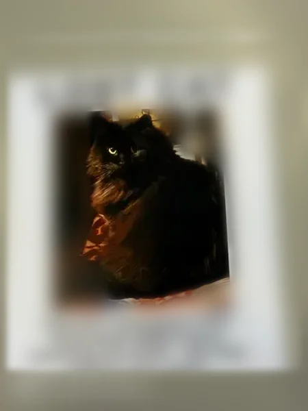 Lost cat, male, Eisenhower Boulevard, 1542, Johnstown — black long-haired cat, limping on right rear paw - photo