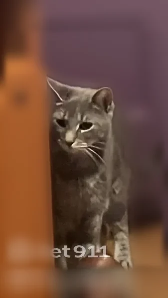 Lost cat, Marlborough Road, 37, Philadelphia - male, grey with white chest and green eyes - photo