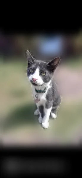 Lost cat, Northwest 10th Street, 4636, Oklahoma City - gray and white tuxedo, neutered male - photo