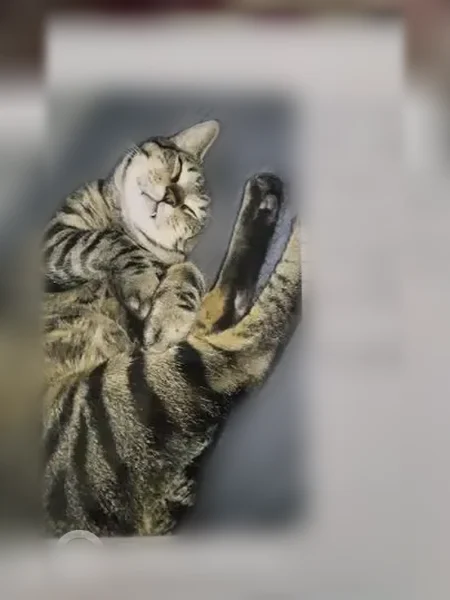 Lost cat, East 107th Street, 201, Chicago - male, brown with black stripes - photo