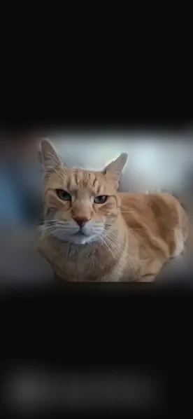 Chat perdu mâle, Chemin de Pors Moro, 4, Pont-l'Abbé — roux tigré - photo